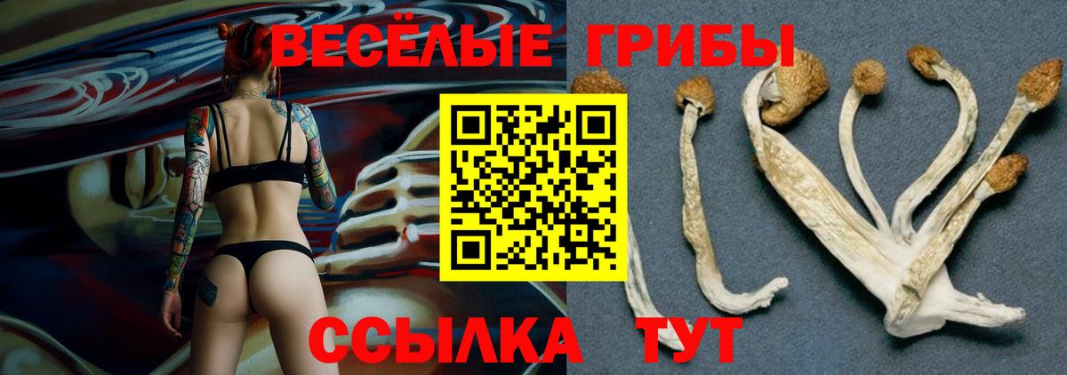 Галлюциногенные грибы Cubensis  Галлюциногенные грибы прущие грибы  Вход с VPN  Саранск 